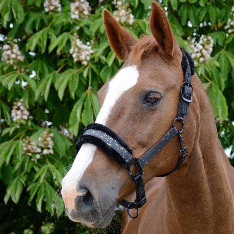 Chestnut horse in Hy Dazzle Headcollar by green leaves, white blaze, star detail visible.
