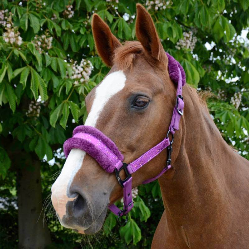 Hy Dazzle Headcollar-Pet n Pony-Hy