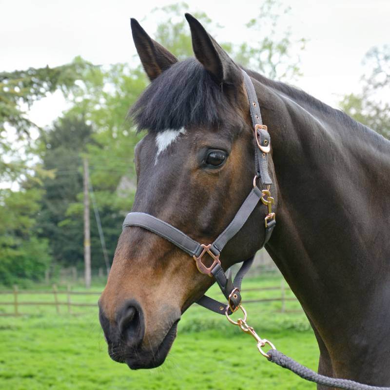 A brown horse wears the Hy Rose Gold Headcollar & Lead, standing in a grassy field with trees.