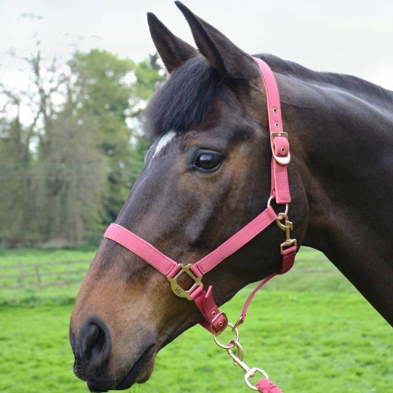 Brown horse in a Hy HY Rose Gold Headcollar & Lead stands in a grassy field, facing left.