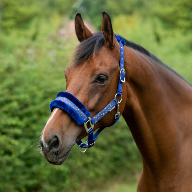 Brown horse in a Hy Dazzle Headcollar Twilight Navy by Hy, standing outdoors amid greenery.