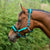 Hy Dazzle Headcollar Alpine Green-Pet n Pony-Hy