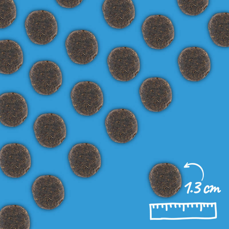 Arden Grange VetCare Joint Care kibble, 1.3cm, shown on blue background with ruler.
