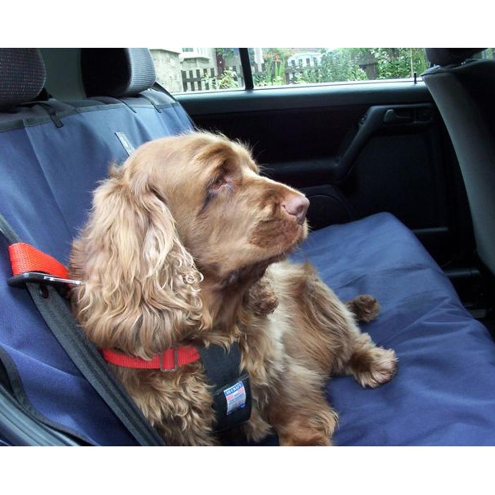 Brown dog in a red harness on a blue Danish Design Waterproof Car Seat Cover.