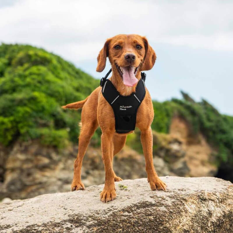 A dog wears the Mountain Paws Dog Harness Black, standing on a rock with greenery and sky behind.