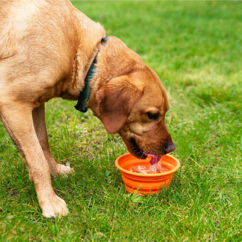 Mountain Paws Collapsible Silicone Dog Bowl-Pet n Pony-Mountain Paws