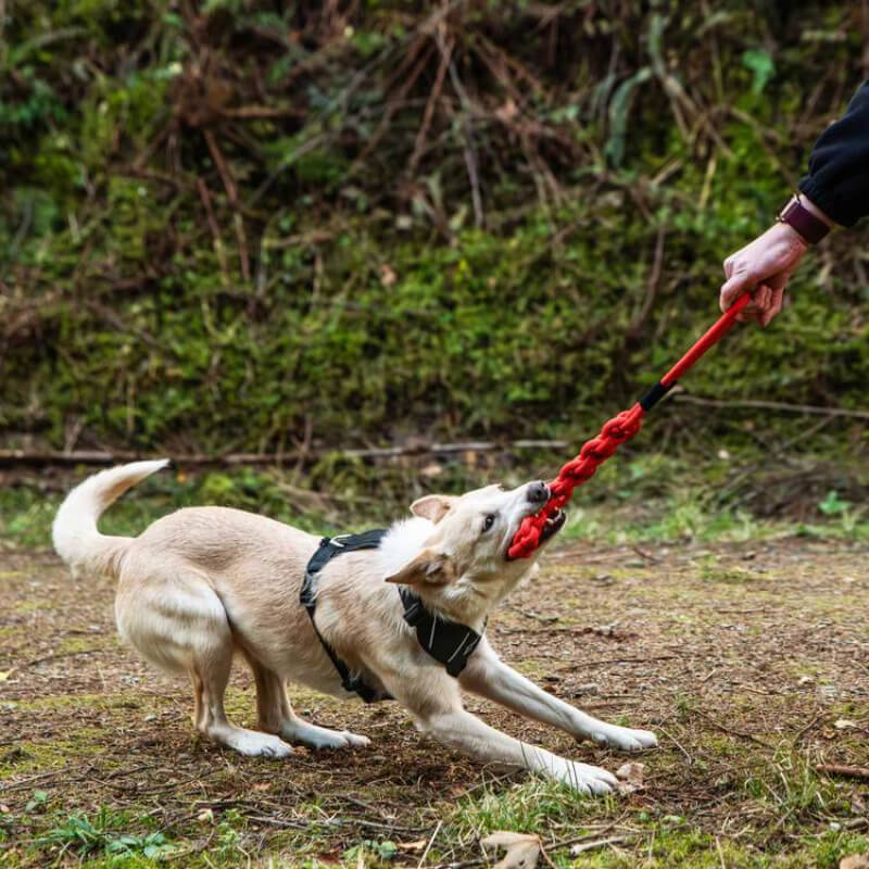 Light brown dog plays tug with Mountain Paws Braided Chew Rope Dog Toy Orange outdoors.