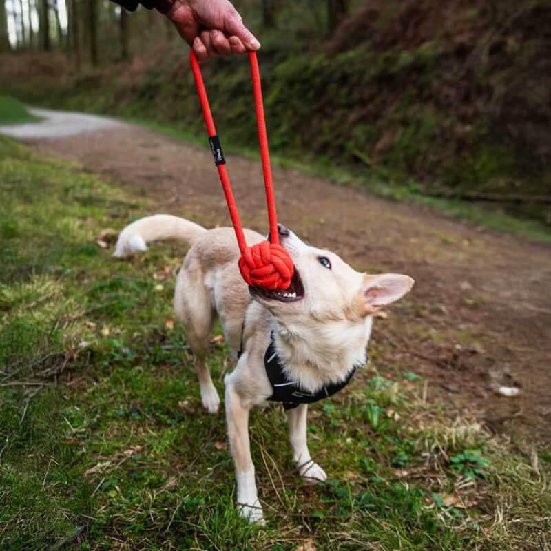 A dog tugs on a Mountain Paws Ball Chew Rope Dog Toy Orange with its owner outdoors.