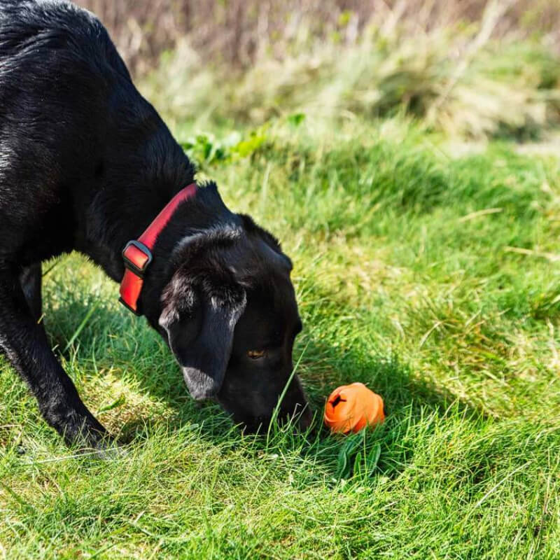 Black dog with red collar sniffs grass by Mountain Paws Wave Treat Ball Dispenser outdoors.