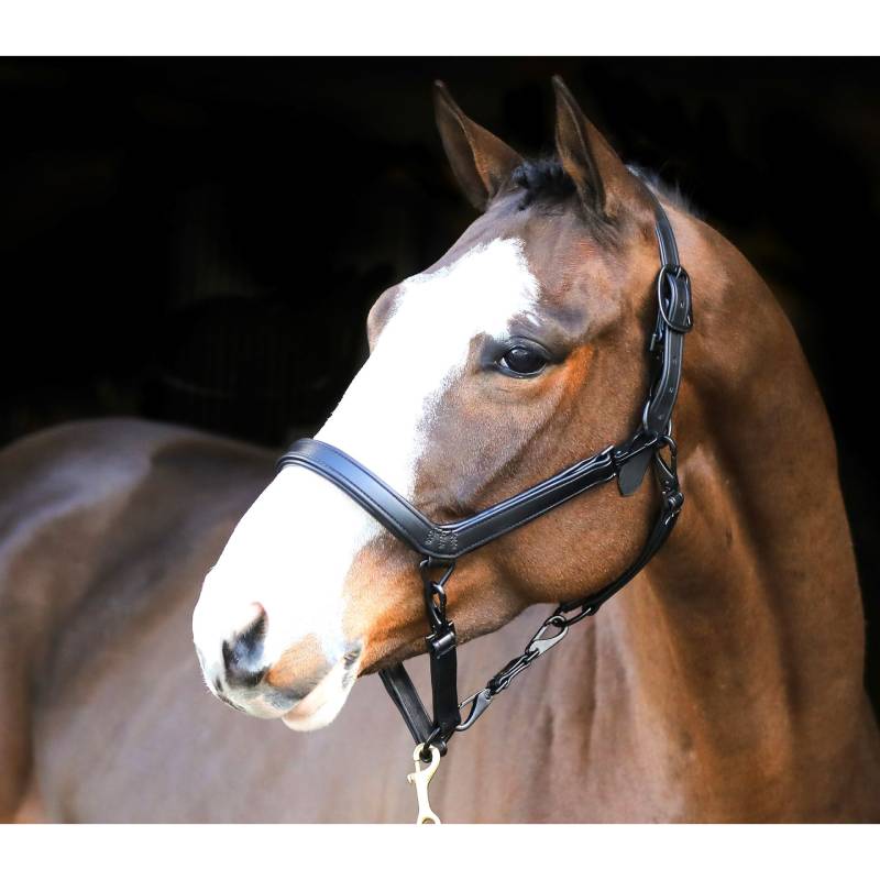 Chestnut horse with white blaze wearing a Liveryman Clipping Halter Black by Liveryman.