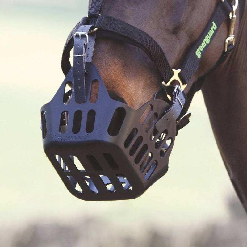 A horse wears a Shires Greenguard Muzzle Black to help prevent laminitis.