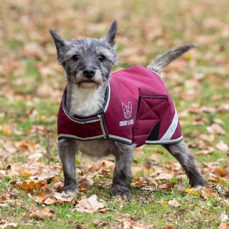 Small gray dog in Digby & Fox Waterproof Dog Coat Burgundy stands on autumn leaves.