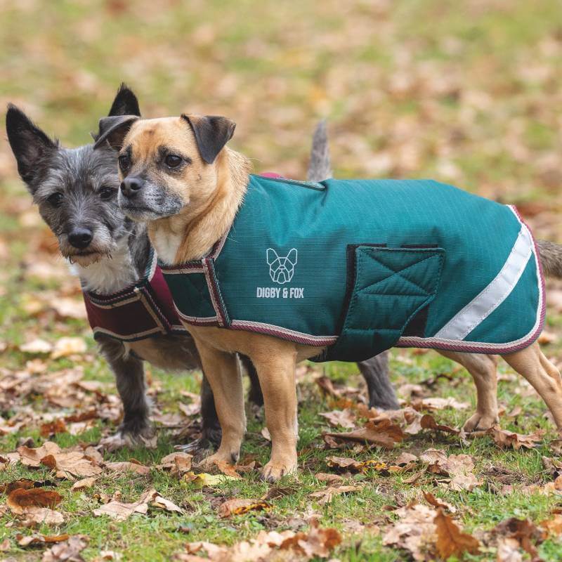 Two small dogs in Digby & Fox Waterproof Dog Coat Forest stand on grass with fallen leaves.