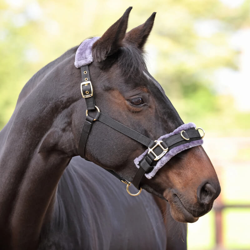 Dark brown horse wears a Shires ARMA Fleece Lined Lunge Cavesson in black.