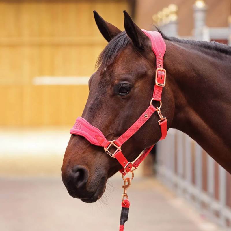 A brown horse in a Shires Arma Comfy Fleece Headcollar &amp; Rope Coral stands by a fence.