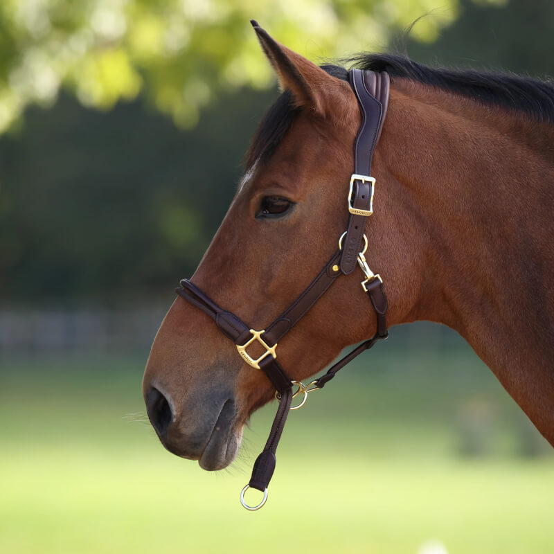 Brown horse in a Shires Velociti Lusso Soria Control Headcollar Havana, outdoors.