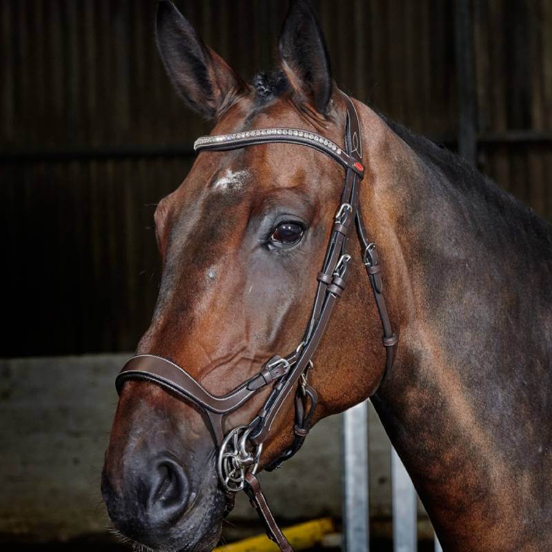 John Whitaker Chicago Anatomic Bridle