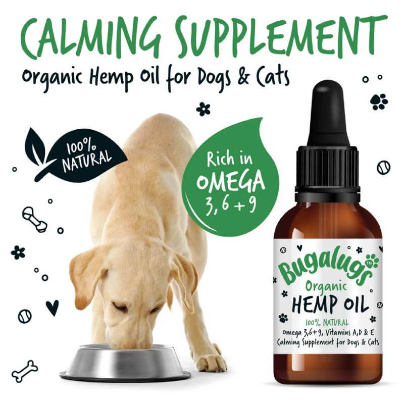 Yellow dog eating with Bugalugs Organic Hemp Oil for Dogs & Cats 50ml bottle nearby.