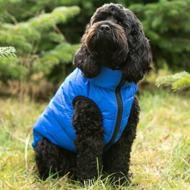 Black dog in a Hugo & Hudson Puffer sits on grass with green plants in the background.