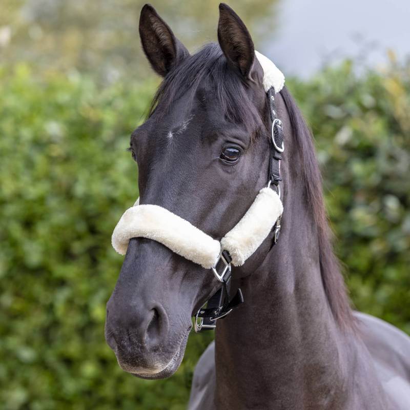 A black horse wears a LeMieux Comfort Headcollar with white padding outdoors.