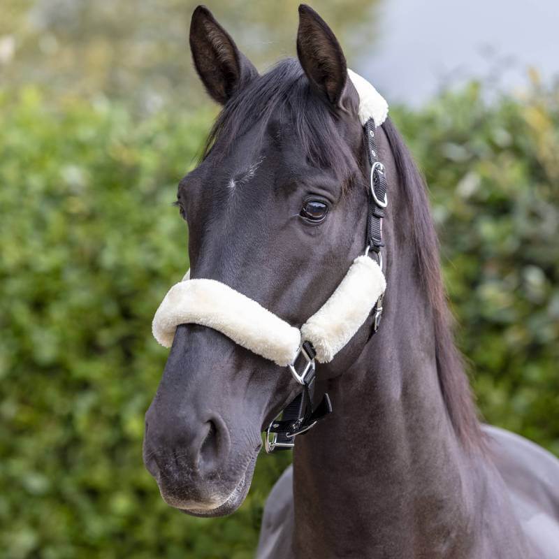 Lemieux Comfort Headcollar