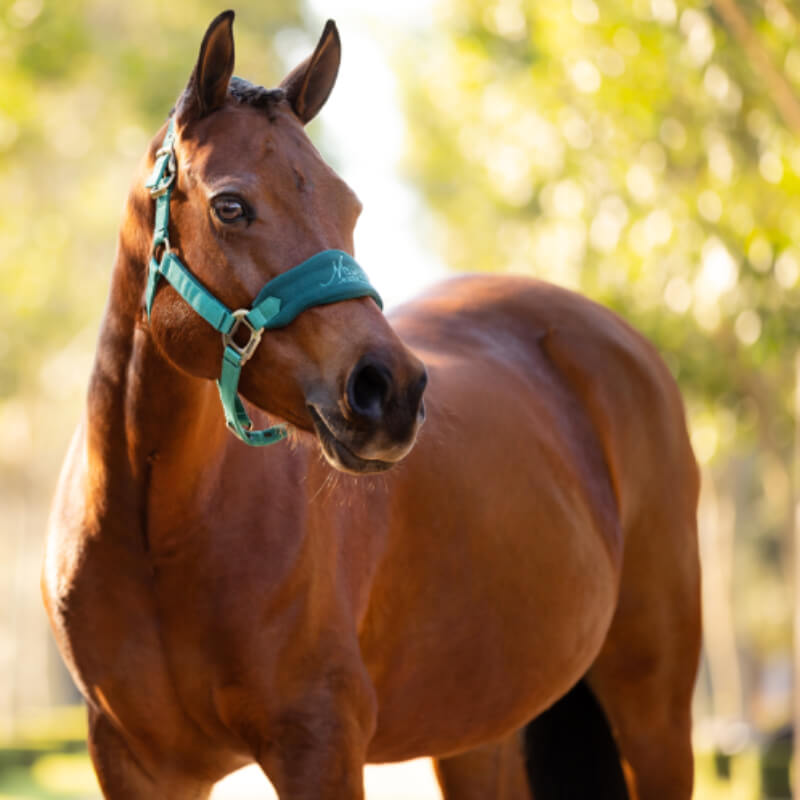 Lemieux Mini Vogue Headcollar &amp; Leadrope Evergreen-Pet n Pony-LeMieux