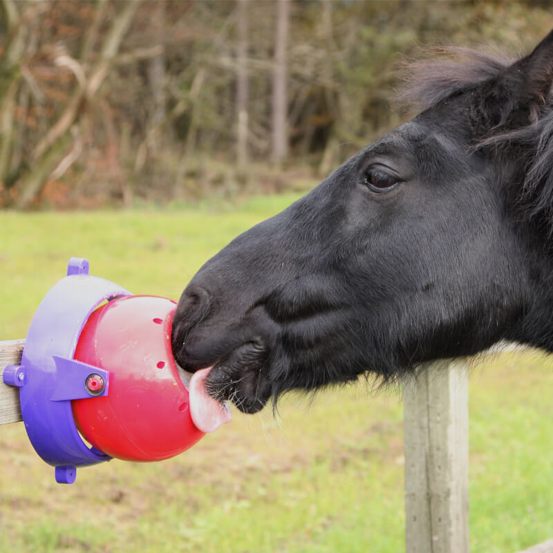 A black horse licks a Likit Tongue Twister Purple &amp; Lilac by Likit on a wooden fence.