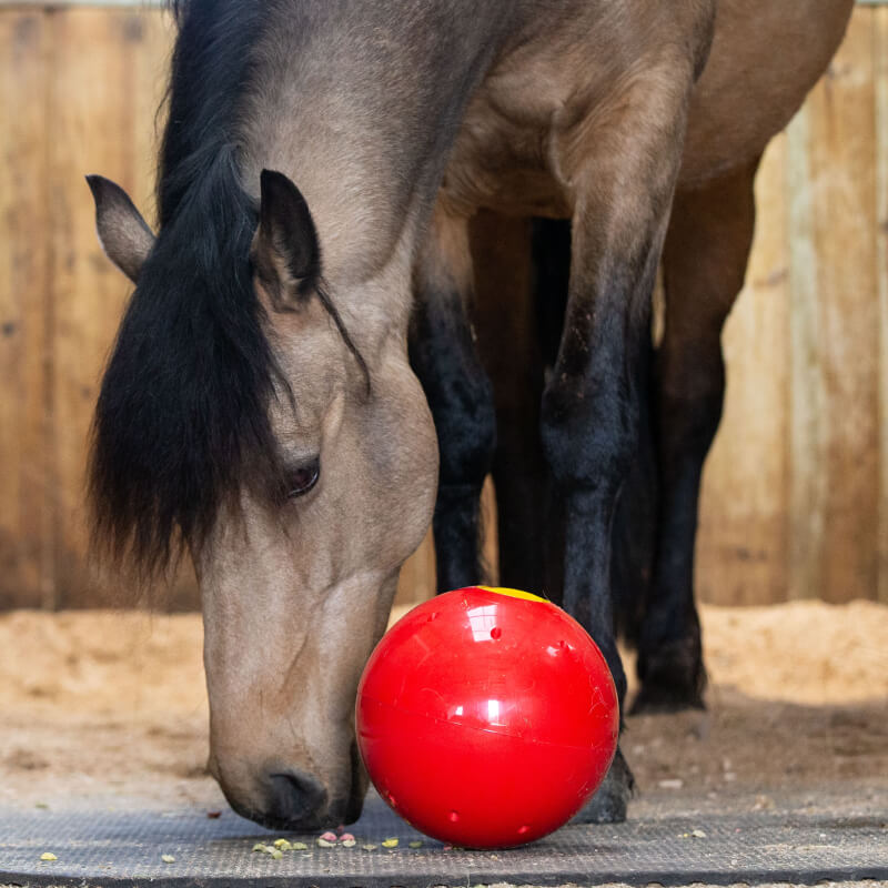 A horse plays with a Likit Snak A Ball by Likit in a stable.