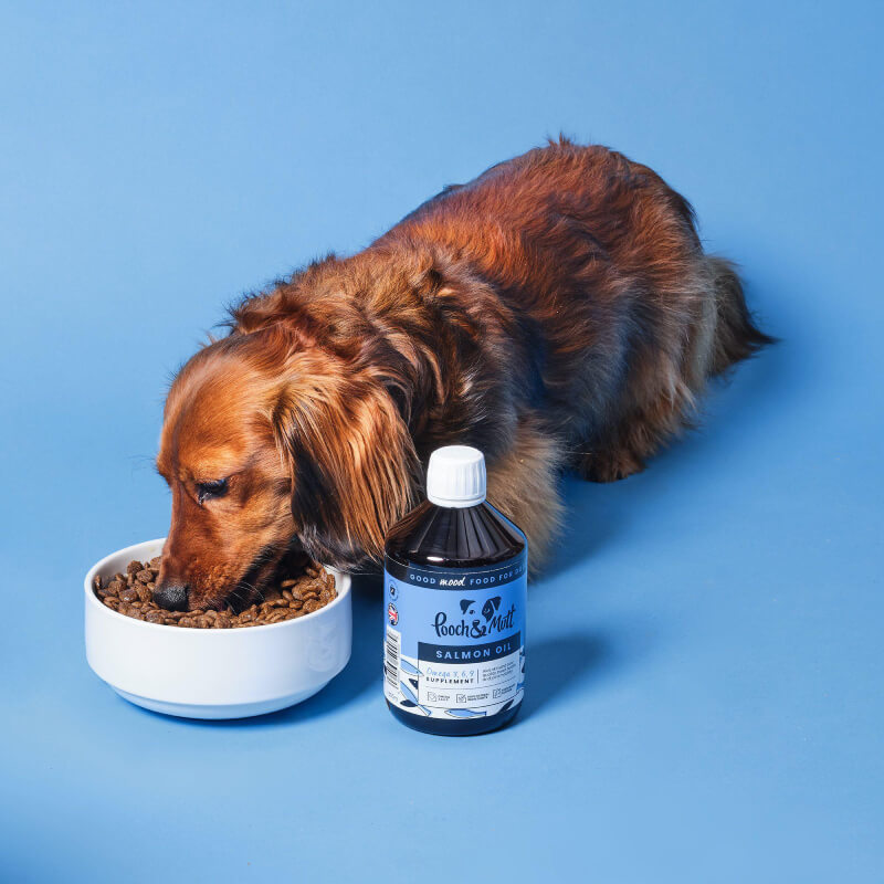 Dachshund eating beside a Pooch & Mutt Salmon Oil 500ml, an Omega 3 supplement for dogs.