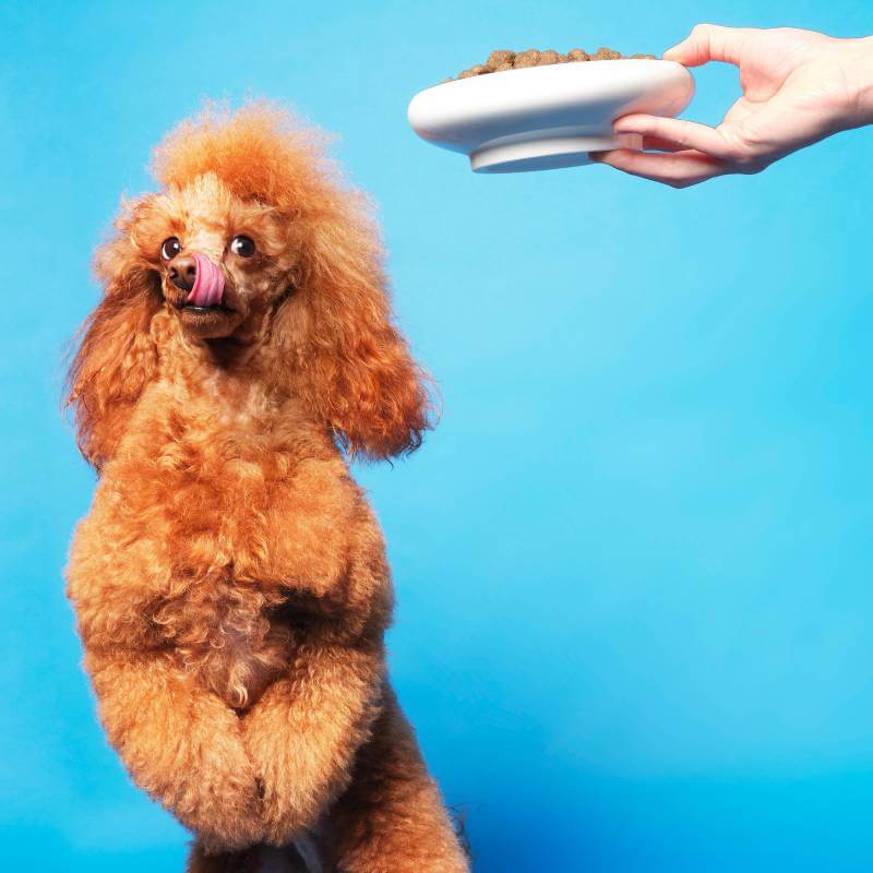 A fluffy brown poodle eyes Pooch & Mutt Health & Digestion dog food on a blue background.