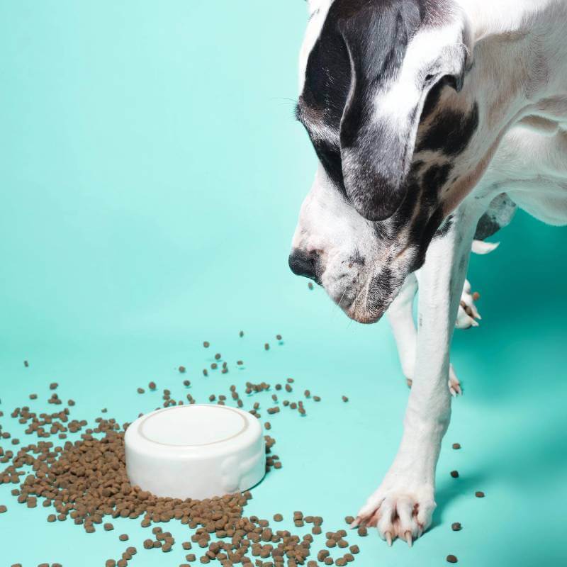 Spotted dog by spilled kibble and bowl, ideal for Pooch & Mutt Joint Care Dog Food 10kg.