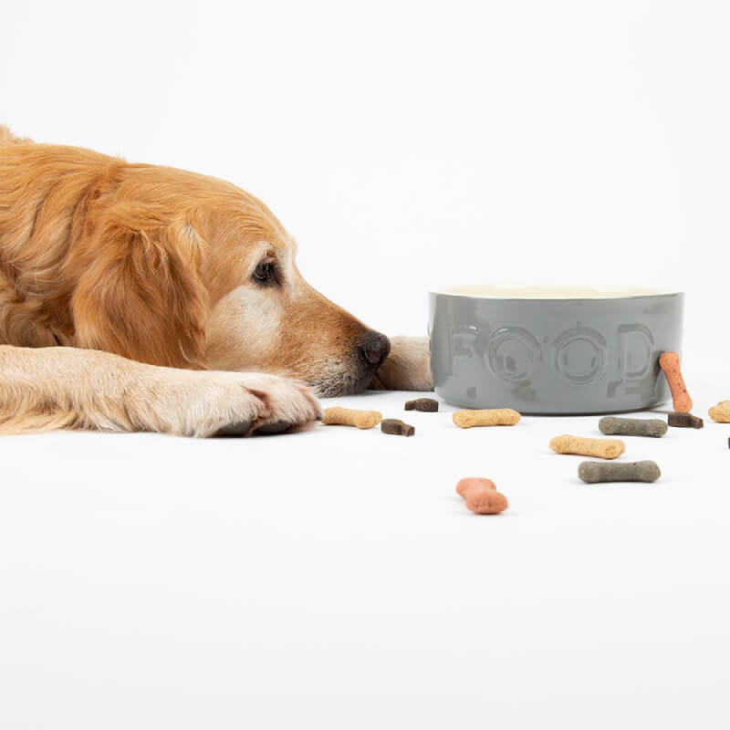 Golden retriever eyes a Scruffs Classic Food Bowl Grey 19cm with treats scattered around.