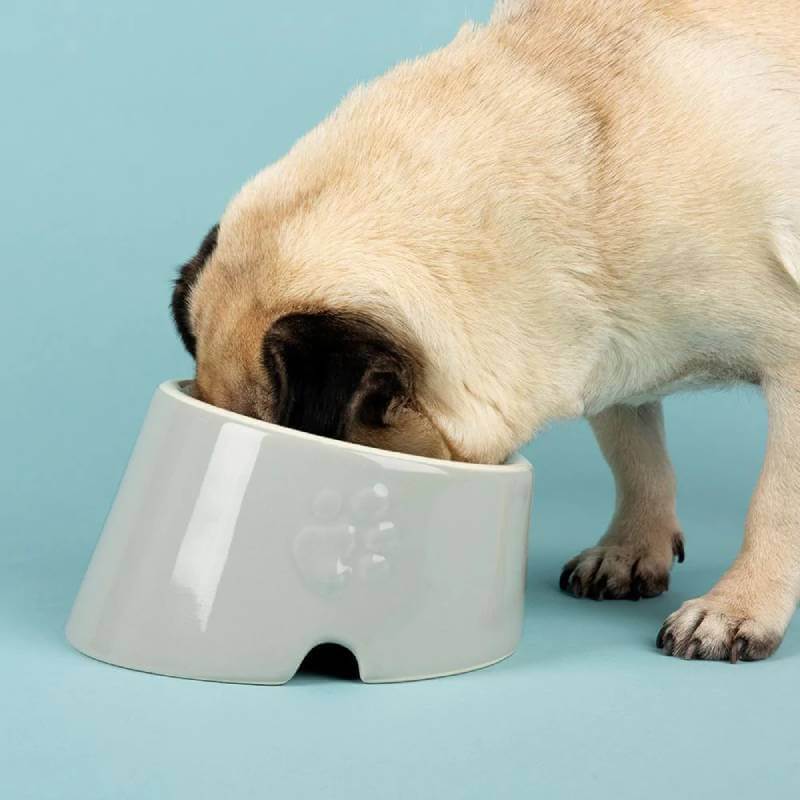 Pug eating from a Scruffs Icon Flat Faced Pet Bowl, 18cm, light grey, on a blue background.