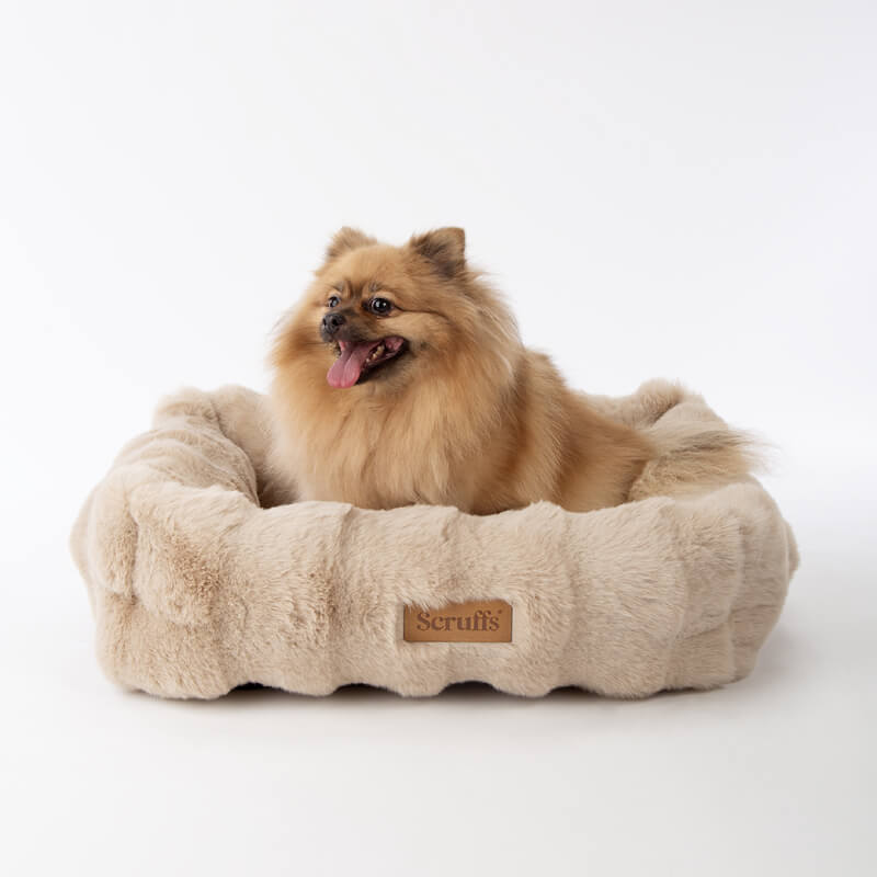 Brown dog in a Scruffs Alpine Box Bed Champagne by Scruffs, set against a white background.