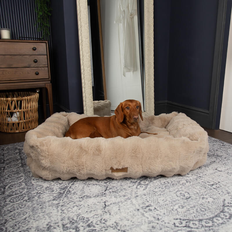 A brown dog rests in a Scruffs Alpine Box Bed Champagne on a patterned rug in a cozy room.