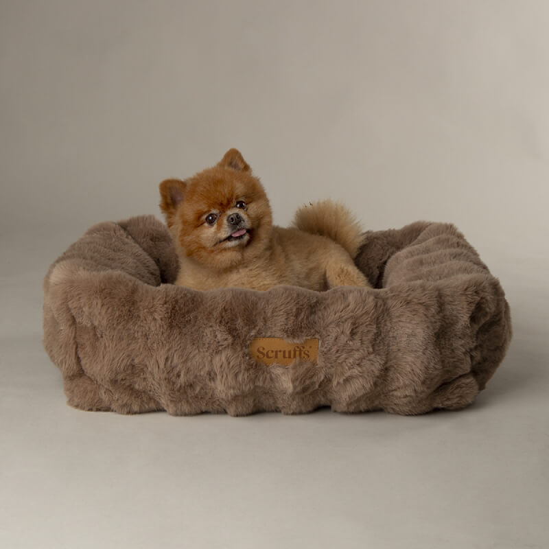 Small brown dog in a Scruffs Alpine Box Bed Taupe by Scruffs on a plain background.
