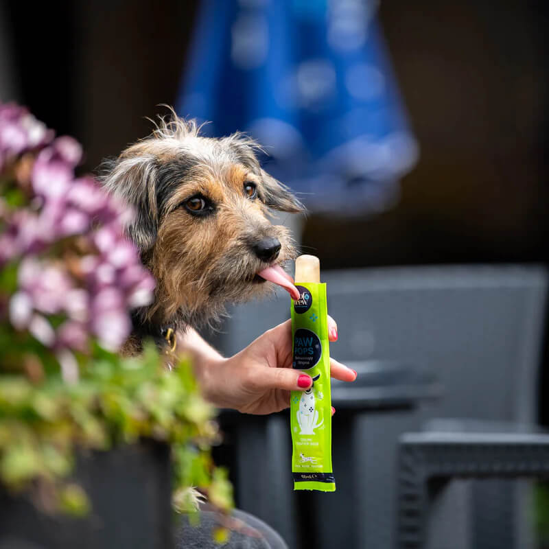 A dog licks a Woof &amp; Brew PawPops treat held by a person, with flowers and chairs nearby.