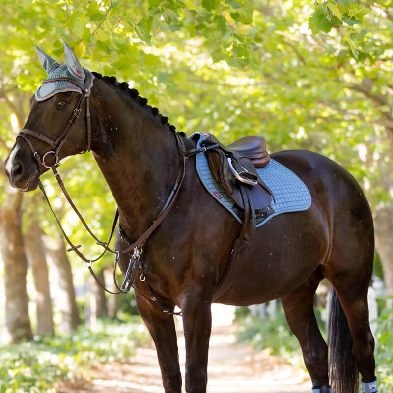 Dark brown horse with blue tack and LeMieux Suede Close Contact Square Ice Blue on a leafy path.