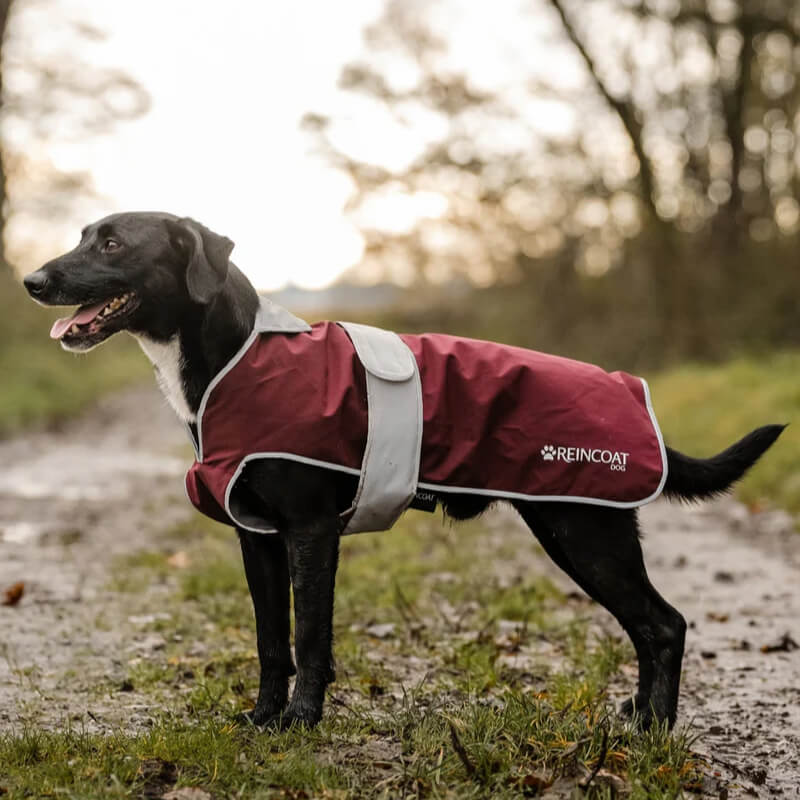 Black dog in a Reinwear Reincoat Dog Burgundy raincoat standing on a muddy path outdoors.