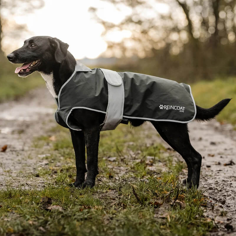 Black dog in a Reinwear Reincoat Dog Olive stands on a muddy path with grass and trees behind.