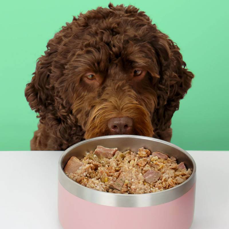 Curly brown dog eyeing Wilsons Premium Fresh Puppy Food Chicken & Fish 380g, green background.