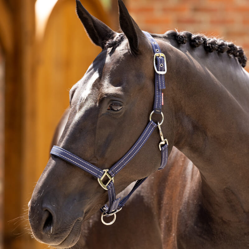 Dark brown horse with braided mane in LeMieux Essential Yard Headcollar Navy, standing outdoors.