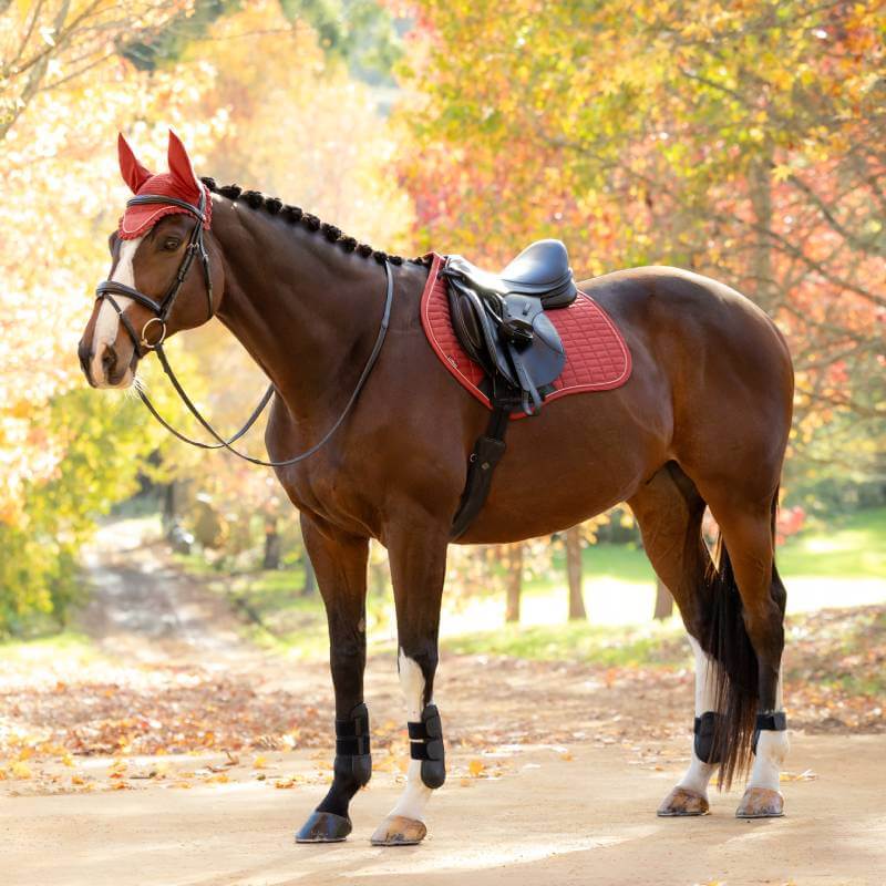Brown horse in red tack with LeMieux Suede Close Contact Square Russet stands by autumn trees.