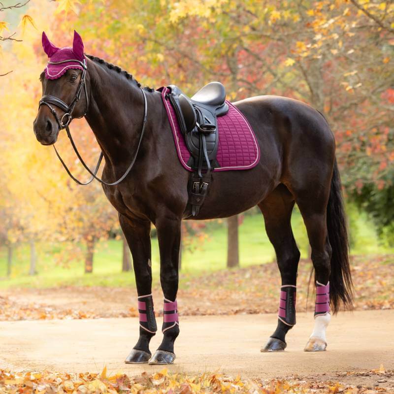 A black horse in a LeMieux Suede Dressage Square Blackberry stands on a path with autumn trees.