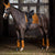 Lemieux Loire Classic Dressage Square Ginger