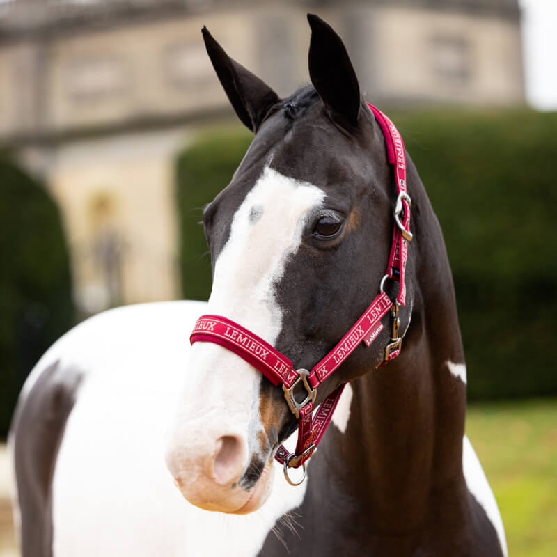 Lemieux Logo Headcollar Ember