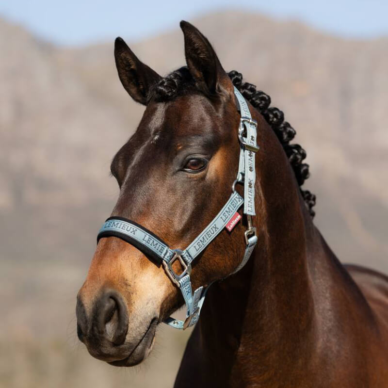 Lemieux Logo Headcollar Glacier