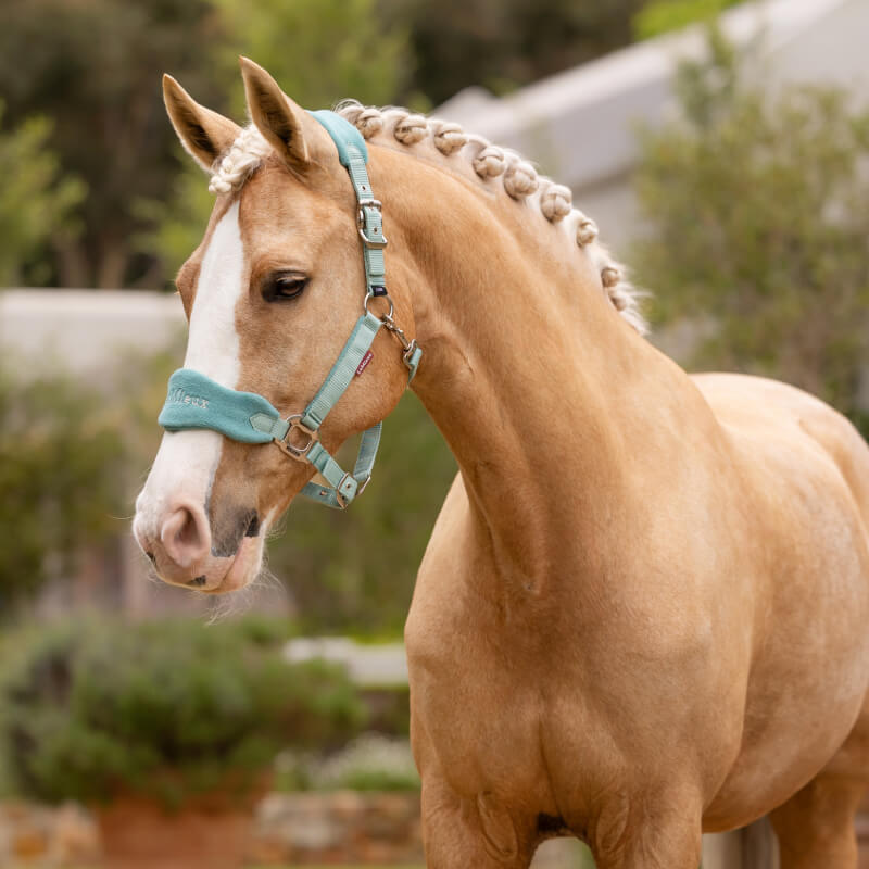 Lemieux Vogue Headcollar & Leadrope Lagoon