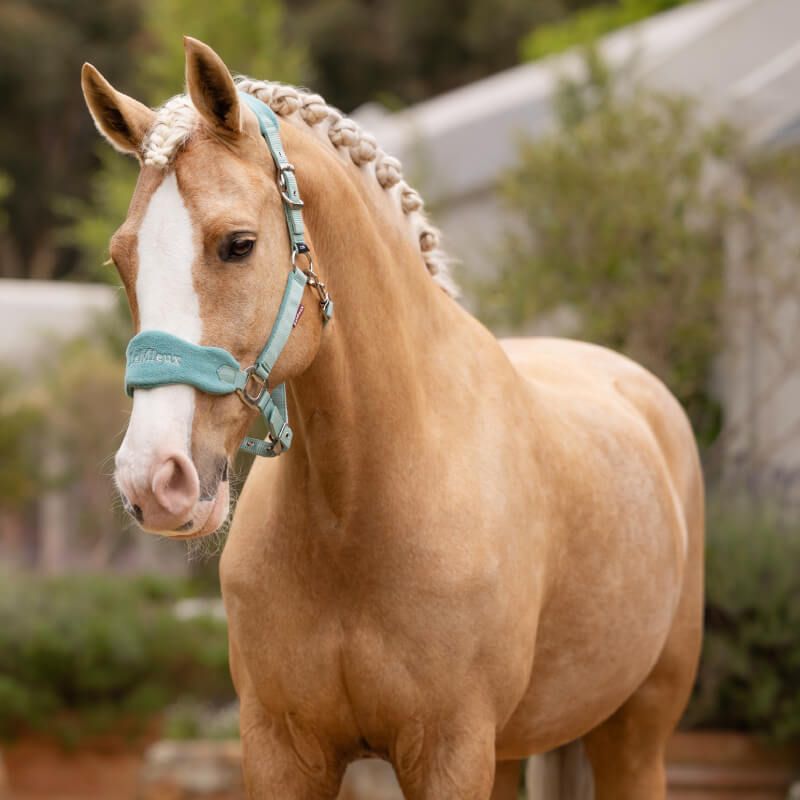 Lemieux Vogue Headcollar &amp; Leadrope Lagoon