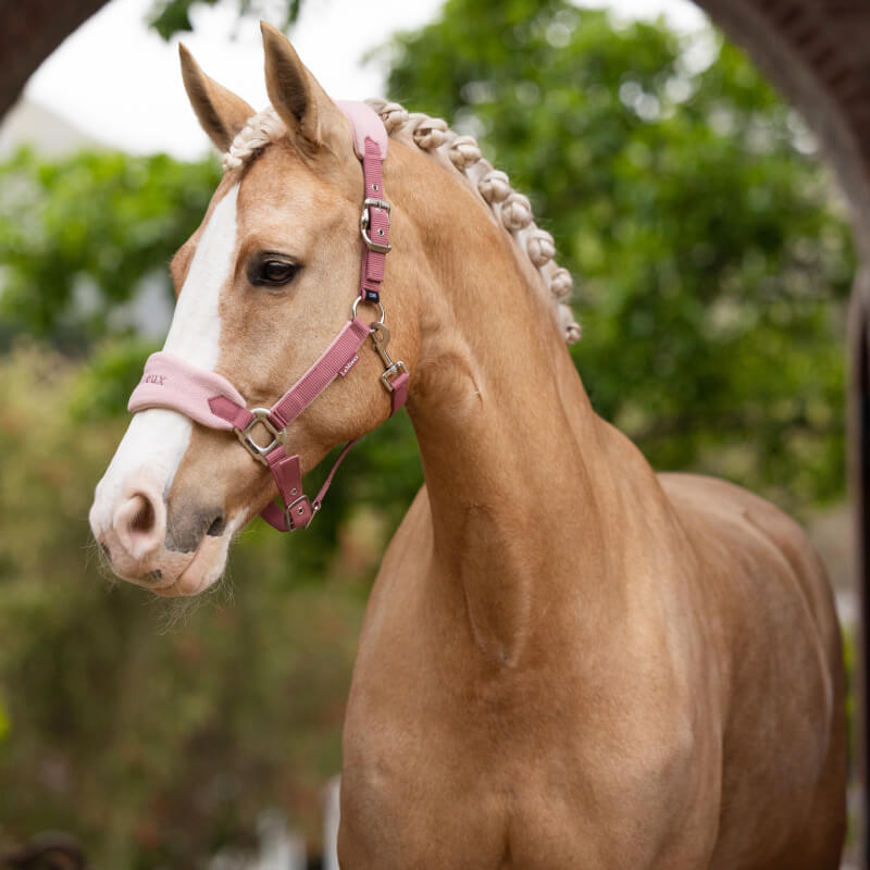 Lemieux Vogue Headcollar &amp; Leadrope Blossom